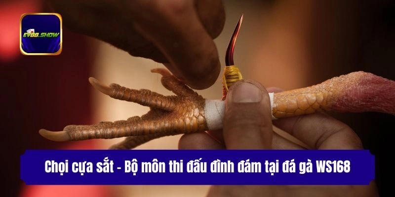 Đá Gà WS168 - Sảnh Cược Đỉnh Cao, Xanh Chín Cho Kê Thủ 3 Chọi cựa sắt - Bộ môn thi đấu đình đám tại đá gà WS168