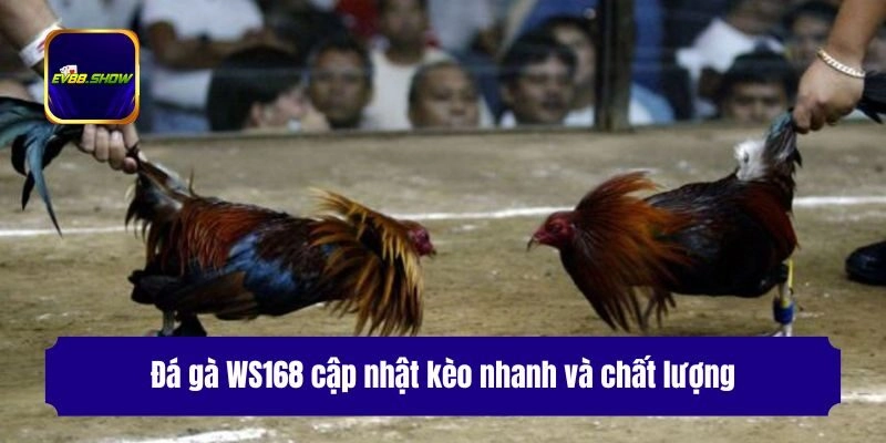 Đá Gà WS168 - Sảnh Cược Đỉnh Cao, Xanh Chín Cho Kê Thủ 2 Đá gà WS168 cập nhật kèo nhanh và chất lượng