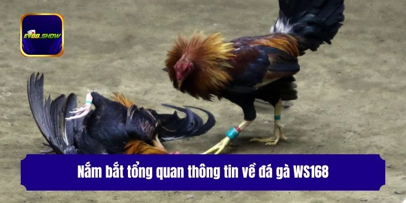 Đá Gà WS168 - Sảnh Cược Đỉnh Cao, Xanh Chín Cho Kê Thủ 1 Nắm bắt tổng quan thông tin về đá gà WS168